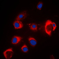 SLC39A7 antibody