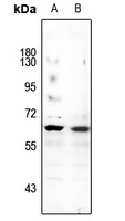 TFEB Antibody