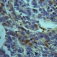 Anti-ARHGEF5 Antibody