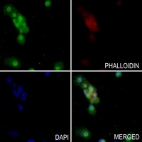 Anti-ARHGEF5 Antibody