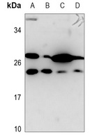 PSCA Antibody