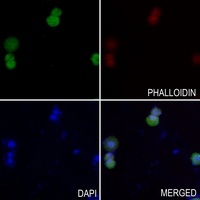 PSCA Antibody