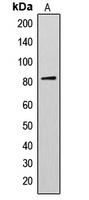 AKAP17A Antibody