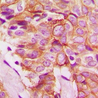 Anti-Frizzled 8 Antibody
