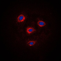 Anti-Frizzled 8 Antibody