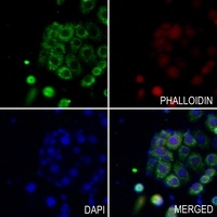 SLC25A11 antibody