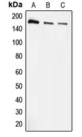 EEA1 Antibody