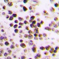 Anti-Cullin 3 Antibody
