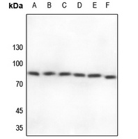 Cullin 2 Antibody