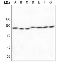 Cullin 1 Antibody [KO/KD Validated]
