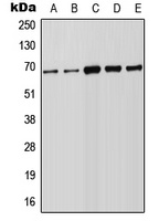 FOXN1 Antibody