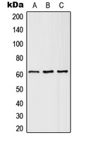 SLC43A1 Antibody