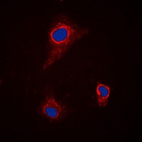 Anti-SLC43A1 Antibody