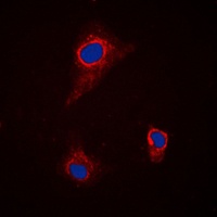 SLC43A1 antibody