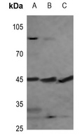 PEX3 Antibody