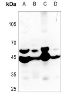 MMP23 Antibody