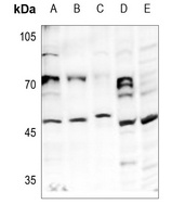 HAT1 Antibody