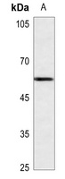 API5 Antibody