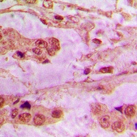 Anti-API5 Antibody