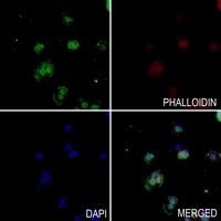 RTCA antibody