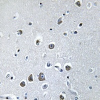 Anti-EIF3F Antibody