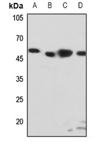 EDG6 Antibody