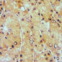 Anti-EDG6 Antibody
