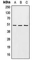EDG6 Antibody
