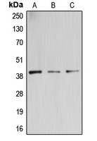 B3GALT4 Antibody