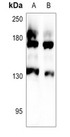 MRP3 Antibody