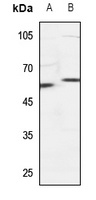 SNX4 Antibody