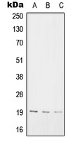 SNX3 Antibody