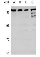 TIF1 alpha Antibody