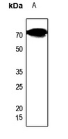 CES2 Antibody