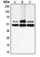 c-FLIP Antibody