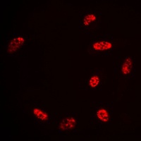 HDAC3 antibody