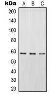 STAM2 (Phospho-Y192) Antibody
