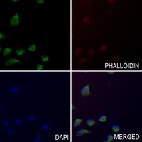 STAM2 (phospho-Y192) antibody