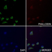 STAM2 (Phospho-Y192) Antibody