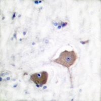 NOL3 antibody