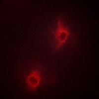NOL3 antibody