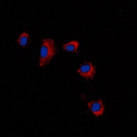 CLDN2 antibody