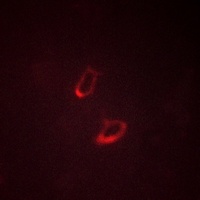 Anti-Claudin 1 Antibody