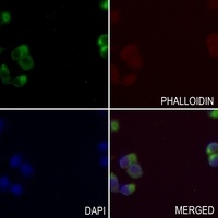Anti-TBX18 Antibody