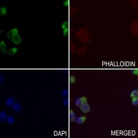 TBX18 antibody