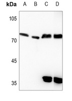 Kv7.4 Rabbit Polyclonal Antibody