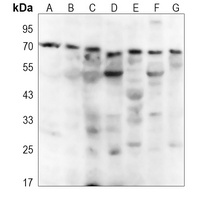 NEURL1 Antibody