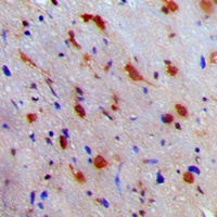 NEURL1 Antibody