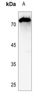 CNT2 Antibody