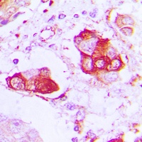 CNT2 Antibody